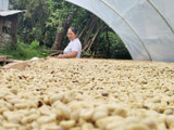 Unroasted coffee beans drying at the Las Flores de Luya farm in Peru, showcasing high-altitude single origin coffee cultivation and processing