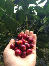 Dark Roast Peru Cajamarca Amacof Co-op