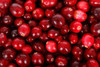 Fresh Maine Cranberries, 5 pounds shipped