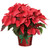 Poinsettia with bow - 24'' tall by 18" wide average size