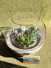 SOLD OUT - Succulent terrarium with base - Large 10" Globe