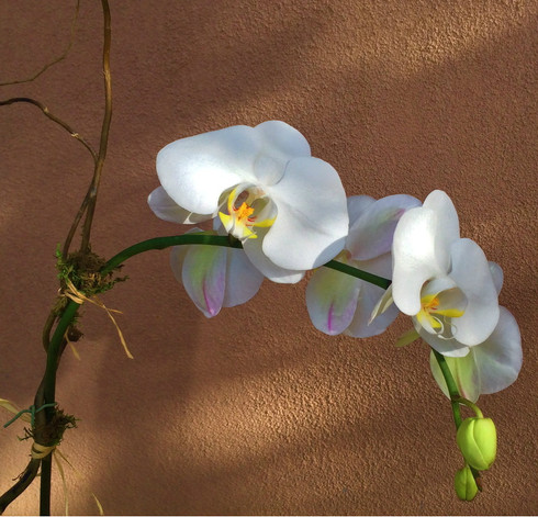 Large white 30 tall orchid plant with curly willow, moss and tied raffia  (upgrade to add size)