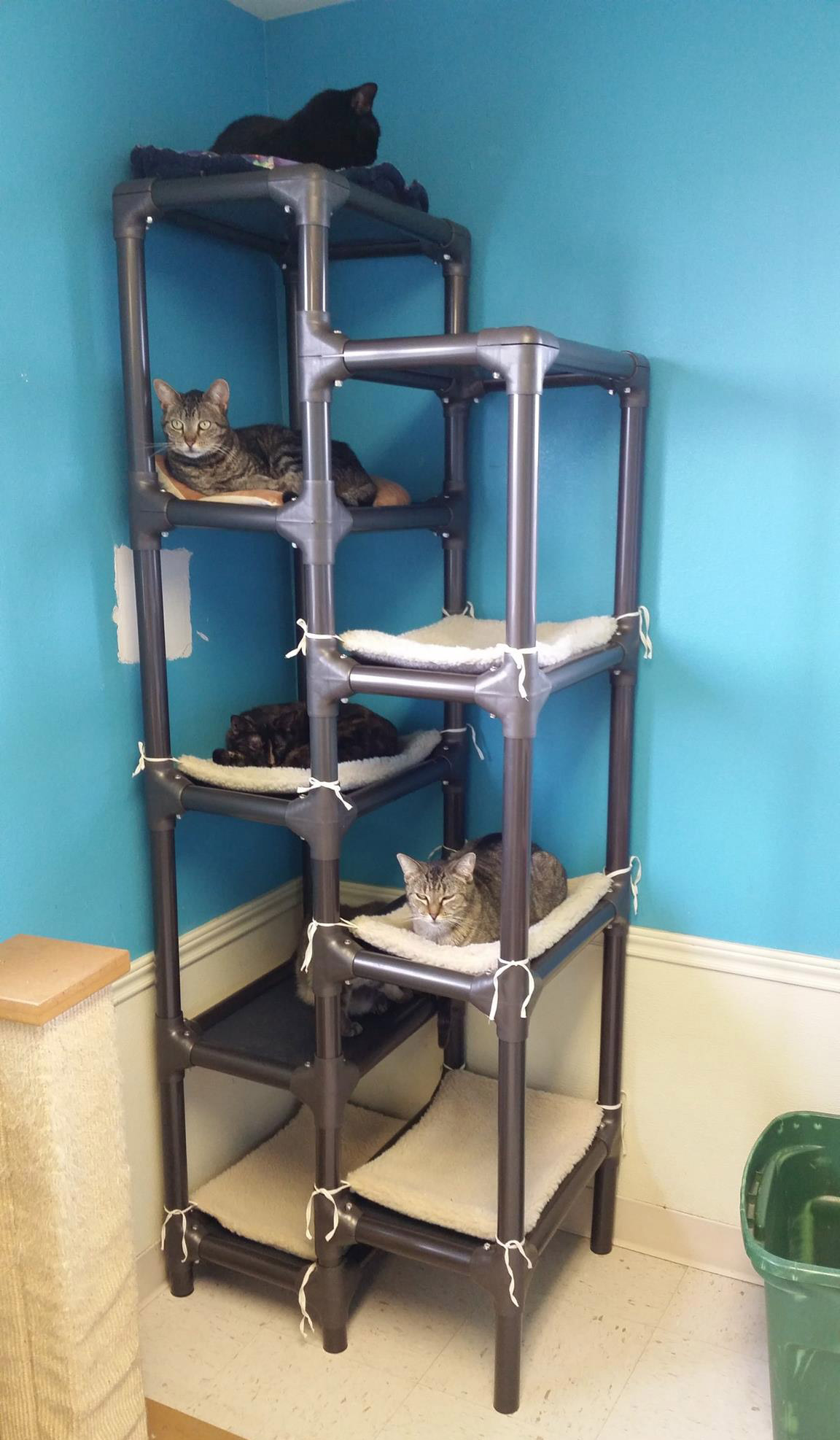 Walnut Cat Tower Kuranda Pro