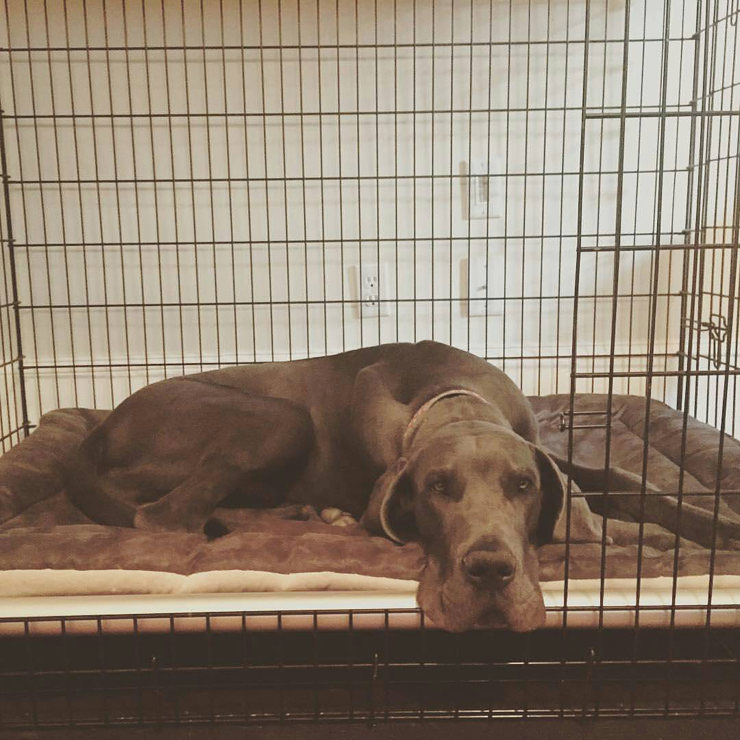 kuranda crate bed