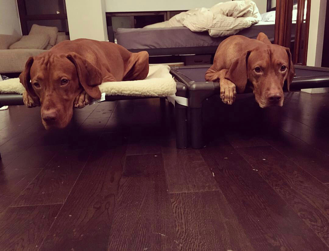 kuranda dog bed chewproof design walnut pvc indoor elevated
