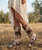 Saddle up in true western style with the Yippee Ki Yay Cowboy Up Boots by Old Gringo—crafted for the women who ride hard, rope with confidence, and never back down from an adventure.

Handcrafted from beautifully distressed bone leather, these striking 10-inch cowboy boots feature an intricately detailed dark brown horse-and-rider motif on both sides of the shaft and around the snip toe, creating a bold statement from every angle. Rich artisan craftsmanship and vintage-inspired detailing make every pair a wearable work of art.

Whether you're headed to the ranch, the rodeo, or simply embracing your western lifestyle, the Cowboy Up Boots deliver timeless style, exceptional comfort, and unmistakable Old Gringo quality. Designed for cowgirls who appreciate authentic craftsmanship and one-of-a-kind style, these boots are destined to become a favorite in your collection.

Features:

Handcrafted by Old Gringo
Distressed bone leather
Intricate horse-and-rider artwork on shaft and vamp
10-inch shaft height
Classic snip toe
Leather outsole
Signature Old Gringo craftsmanship

For the cowgirl who lives the western lifestyle—not just wears it—the Yippee Ki Yay Cowboy Up Boots are ready for every ride.