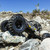 Proline PRO1020314 1/10 Mickey Thompson Baja Pro X G8 Front/Rear 2.2" Crawler Tires (2)