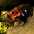 Axial 1/30 SCX30 Jeep CJ-7 Renegade 4X4 RTR Brushed Rock Crawler (Battery & Charger Included), Genright, Red # AXI-3273T1