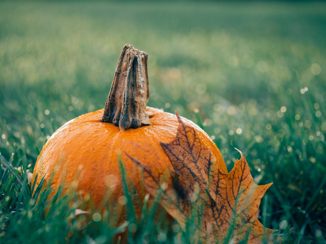 DIY Fall Pumpkin Face Mask Recipe