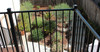 RDI Excalibur Steel Railing