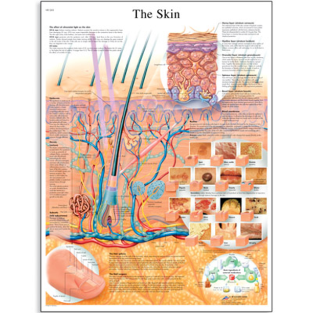 3B Scientific VR1283L The Skin Chart, Laminated