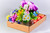 Garden Plant Trays Small 265mm x 180mm x 58mm (25 per pack)