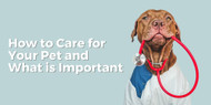 How to Care for Your Pet & What is Important