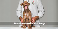 Best Probiotics for Dogs