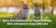 How Natural Medicine Helps Manage Skin Allergies in Dogs and Cats