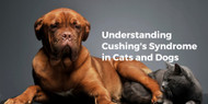 ​Understanding Cushing's Syndrome in Cats and Dogs