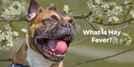 ​What is Hay Fever?