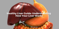 Healthy Liver Guide: Understanding How Your Liver Works