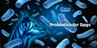 Probiotics for Dogs