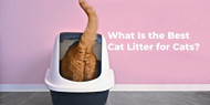 What Is the Best Cat Litter for Cats?