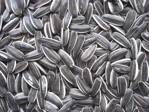 Avigrain Grey Stripe Sunflower Seed 5kg
