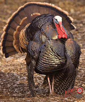 DuraMesh Archery Target Turkey 3 32 in. x 25 in. R557-80237