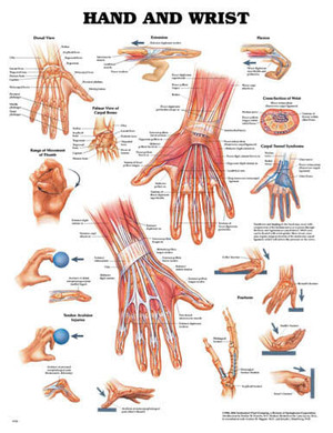The Hand & Wrist Chart B731-10122