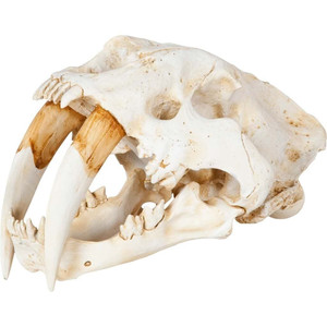 Authentic Replica Sabertooth Skull Sculpture N270-392417