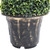 Artificial Plant Green Polyethylene, metal, polypropylene Medium A949-336507