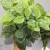 Color: Brown - 1Pc 7-Forks Artificial Plants Green Leaves Grass Simulation Plastic Fake Green Plant F640-66023916002