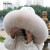 Color: green, Size: M - 100% Real Fox Fur Collar Winter Down Coat Jacket Hood Decoration Fur Collar F640-12000043055503955