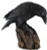 Downward Looking Raven 5 1/2" H558-SR729