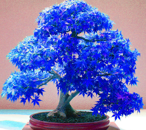 Color: 9 maple trees 10 capsules - American Red Maple Japanese Red Maple Maple Tree Seed Autumn Fla Q119-CJJJJRZS00068-9 maple trees 10 capsules