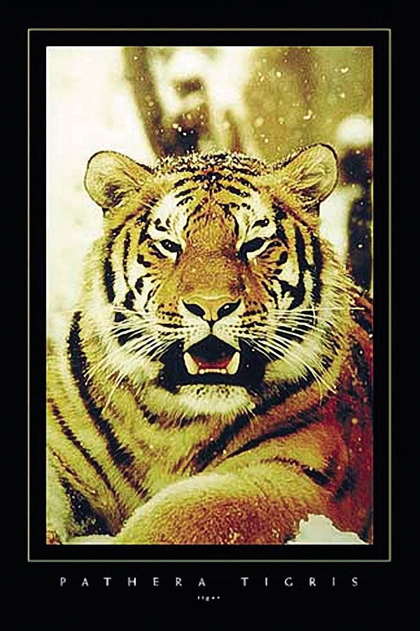 Tiger Q385-291-24x36_AN