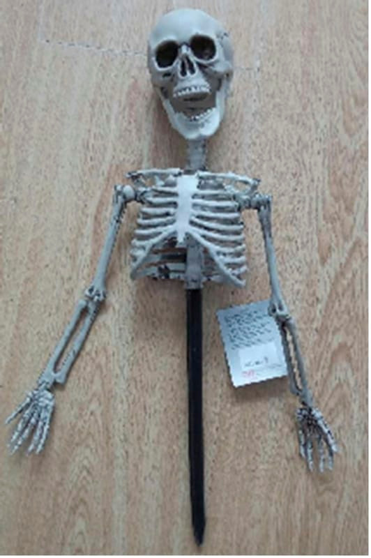 Yardstake Upper Body Skeleton N274-FC01212986