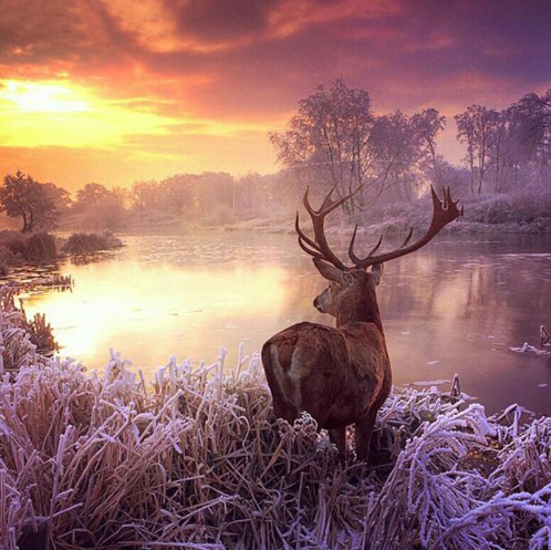 Size: 30X30CM - New 5D DIY Diamond Artwork Wapiti Landscape Embroidery Full Embroidery With Crystal Q119-CJJJYSZS00810-30X30CM