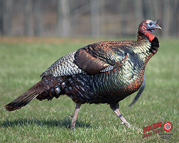 DuraMesh Archery Target Turkey 25 in. x 32 in. R557-1001417