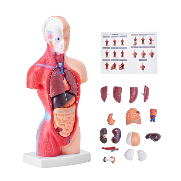 Human Body Model, 15 Parts 11 inch, Human Torso Anatomy Model Anatomical Skeleton Model with Remova E415-GGJRQGMX1JTR5DQJUV0