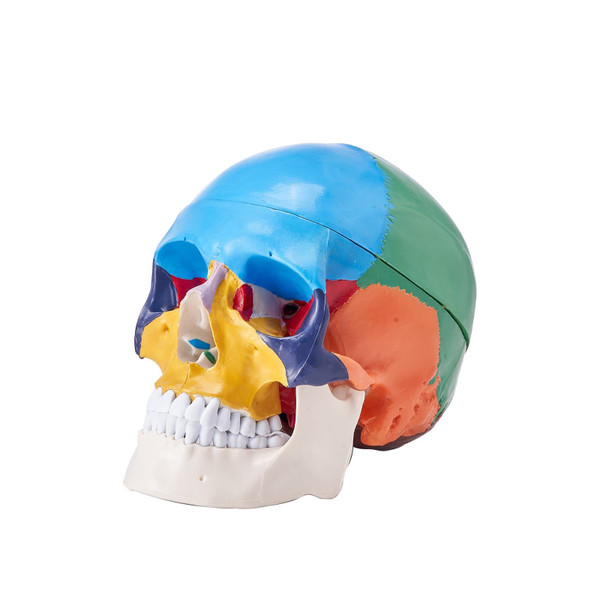 Human Skull Model, 3 Parts Human Skull Anatomy, Life-Size Painted Anatomy Skull Model, PVC Anatomic E415-GGJRQGMX1JTCDDYXBV0