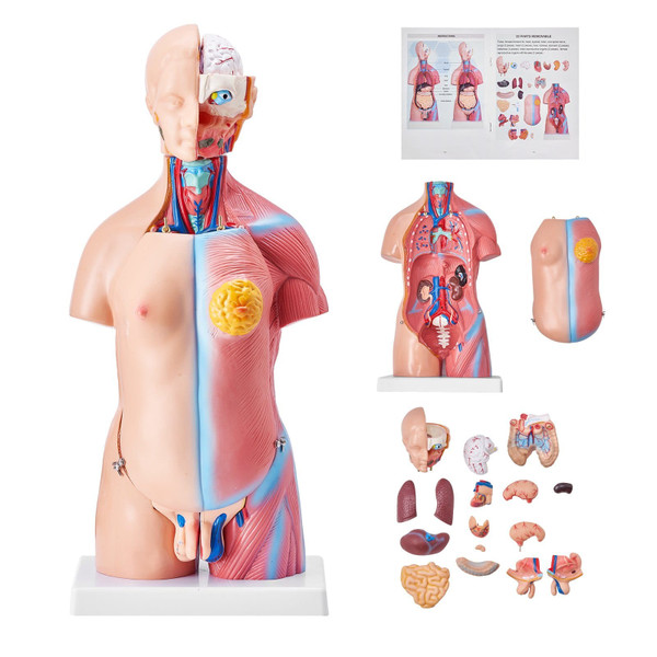 Human Body Model, 23 Parts 18 inch, Human Torso Anatomy Model Unisex Anatomical Skeleton Model with E415-GGJRQGMX1JTRKRDCZV0