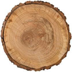 Warm and Cozy Collection 12 X 12 Die Cut Paper Tree Trunk N274-FC01334210