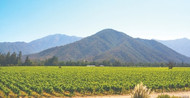 The Rising Global Appeal of South America’s Premium Wines – From Mendoza to the Valley’s of Chile