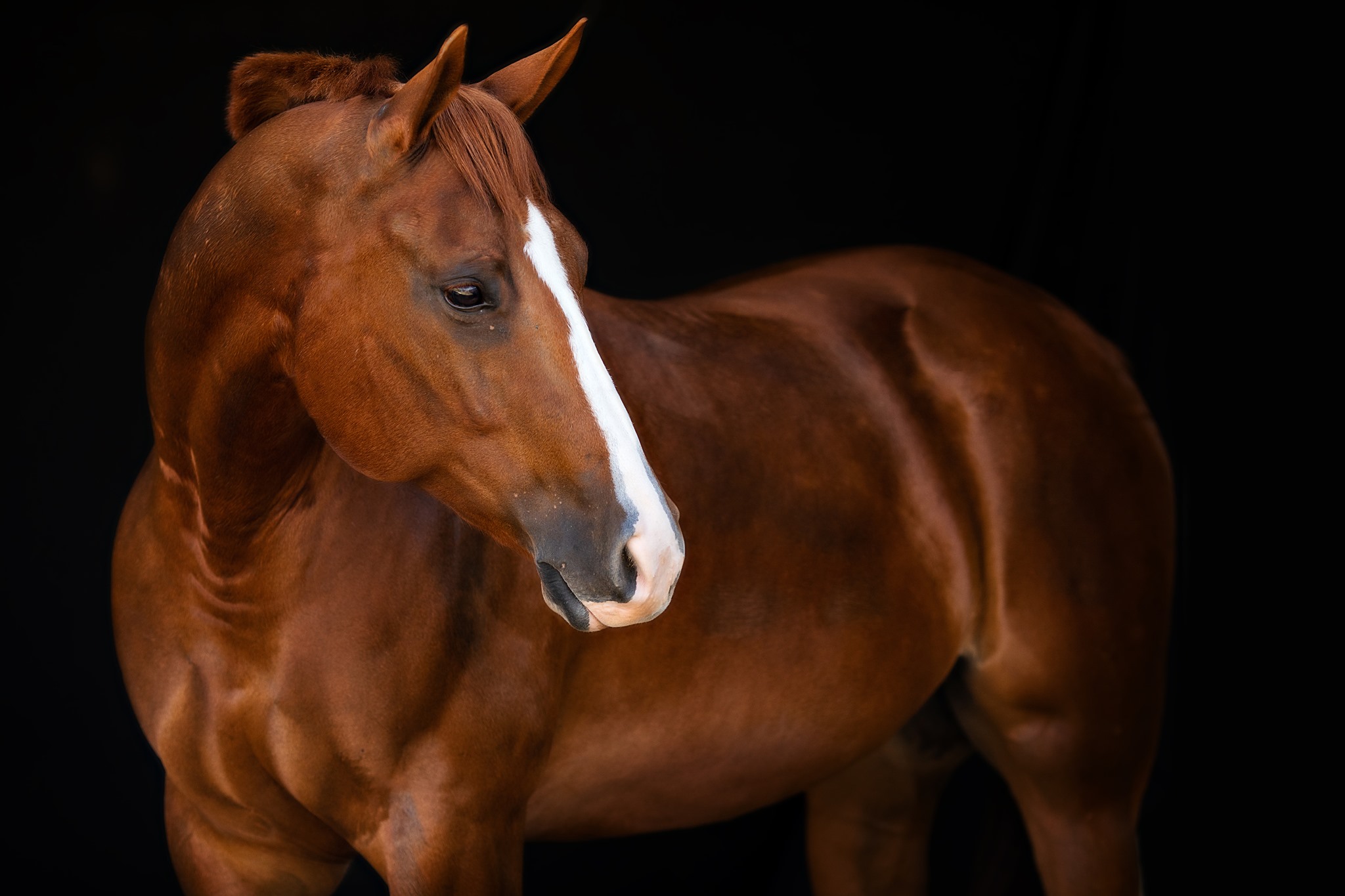 Shivers in Horses Med Vet Pharmaceuticals