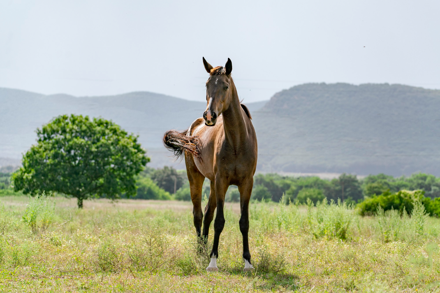 Why Does My Horse Have a Cresty Neck & What Can I Do About It? Med