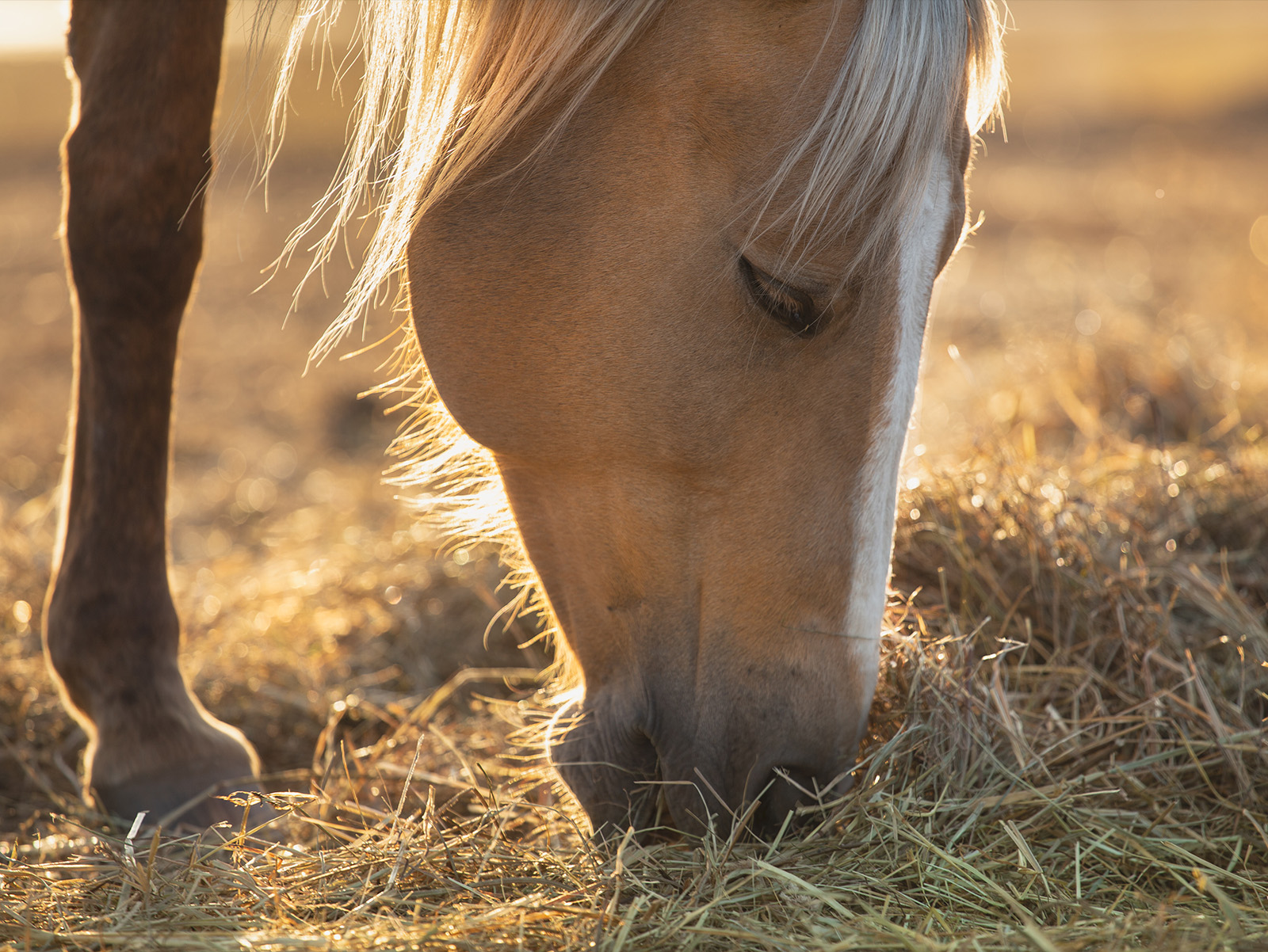Equine Gastric Ulcer Syndrome Guide For Keeping Your Horses Healthy