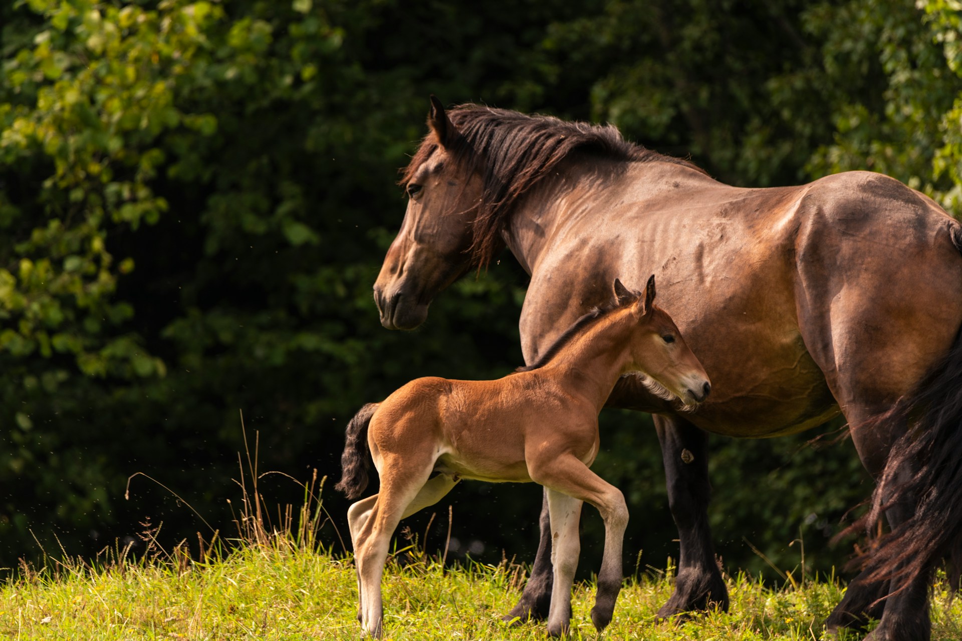 Horse Gestation Pregnancy Symptoms And Care Tips For Healthy Mares horse-gestation-pregnancy-symptoms-and-care-tips-for-healthy-mares