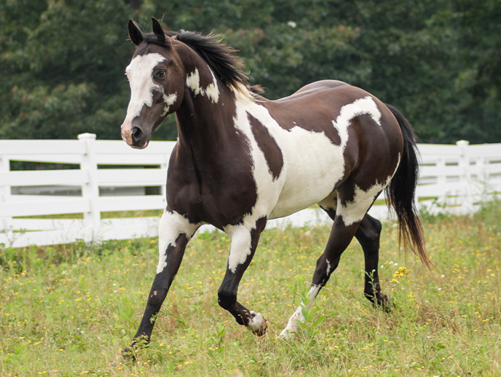 Horses Prone to Colic Med Vet Pharmaceuticals