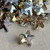 14x6mm Starfish Crystal Glass Prism Charms Jonquil Satin Q20 Per Pkg
