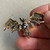 1.75 Inch Bat Brooch Pin Rhinestone Gold Per Pc