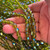 8mm Olivine AB Faceted Fire Polish Beads Czech Glass Round 25Pcs Per Strand
